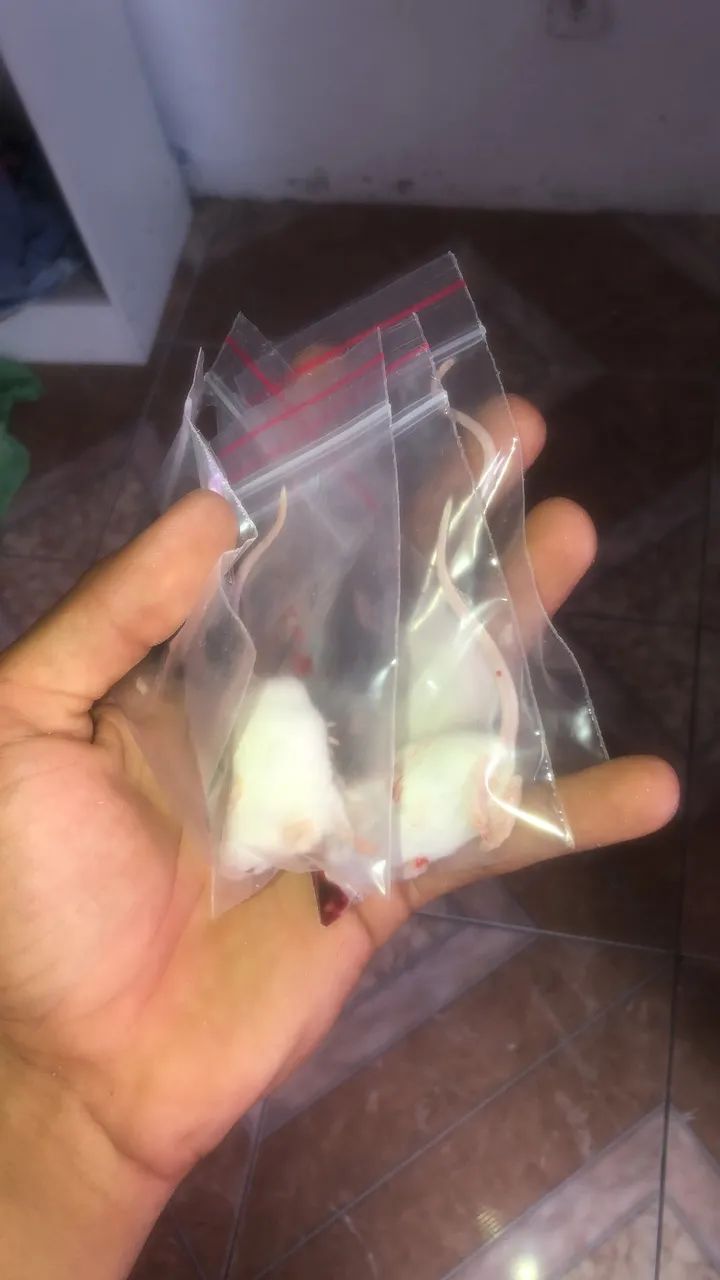 Camundongo suíço  - Foto 3