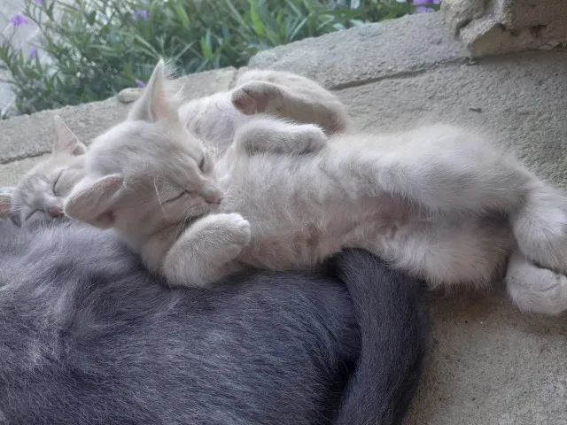 mãe e gatinhos para doação - Foto 2