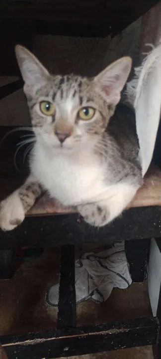 Gatinhas para adoção