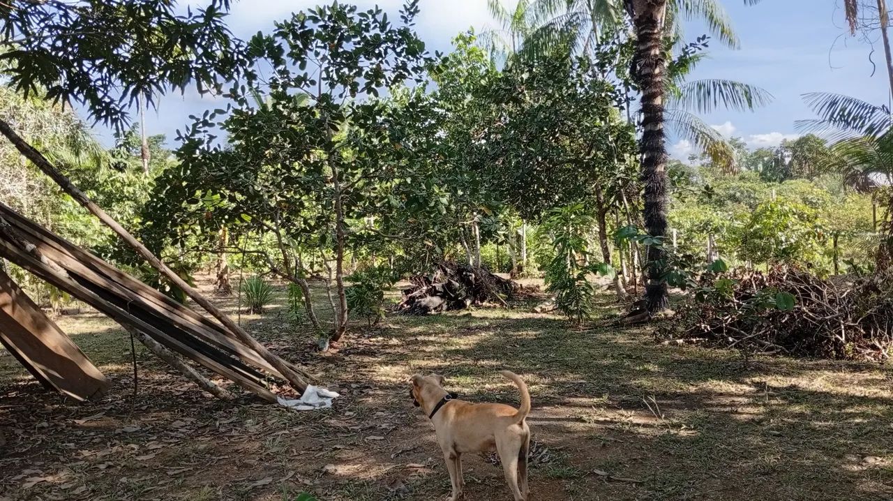 Troco sítio com ponto comercial na estrada de Autazes  - Foto 4