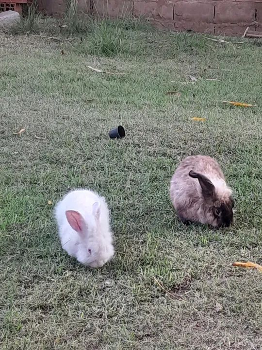 Coelhinho fofinho  - Foto 4