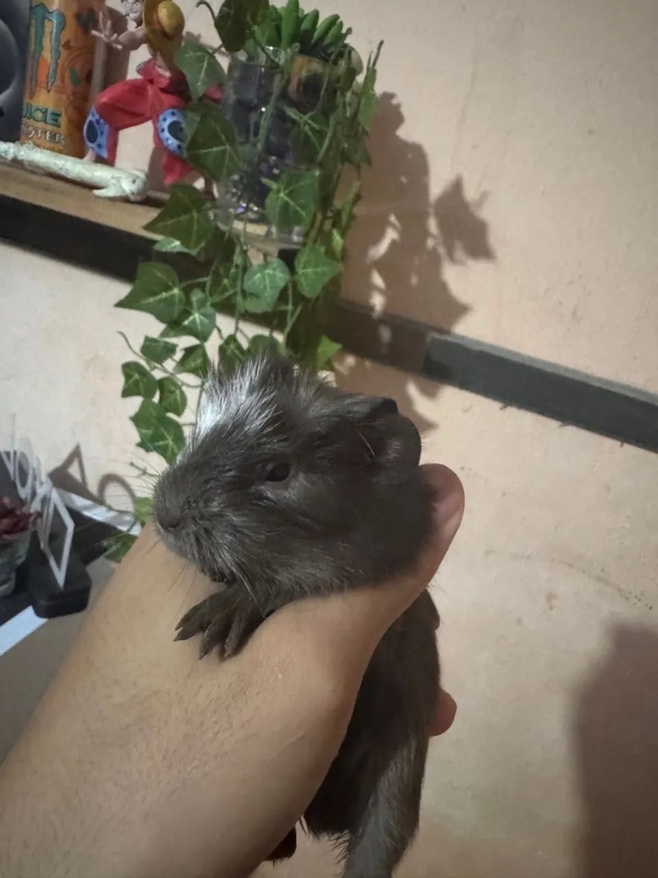 Porquinho da Índia  - Foto 2