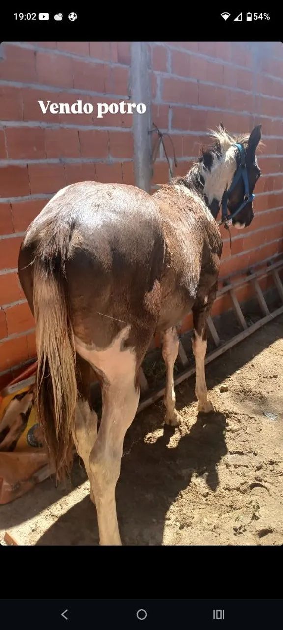 Vendo potro quarto de milha  - Foto 2