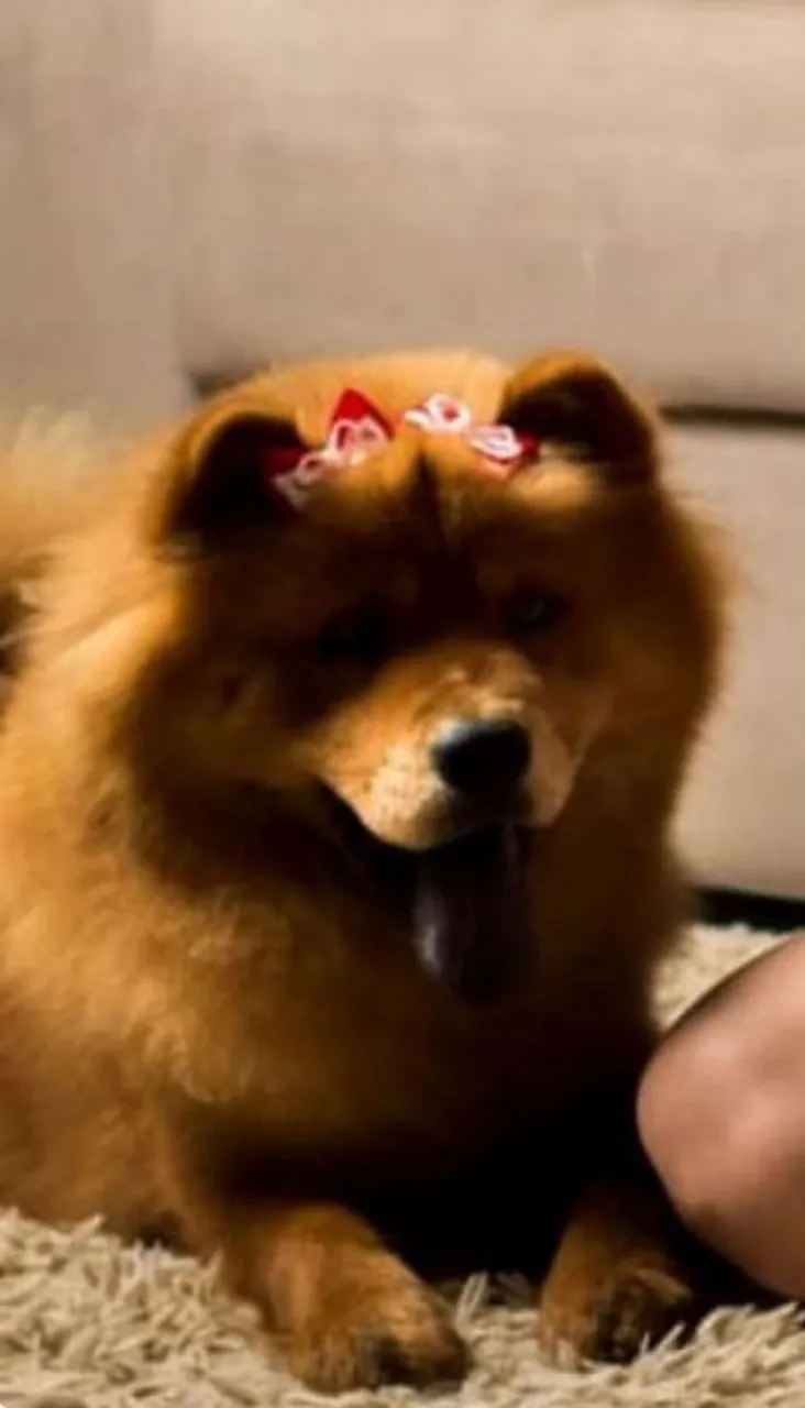 Chow-Chow fêmea e macho filhotes