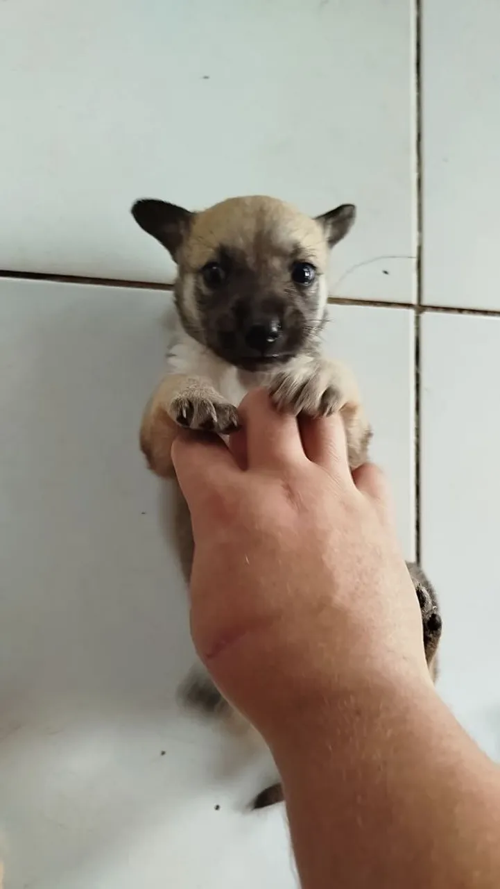 Filhote de Chihuahua disponível para adoção
