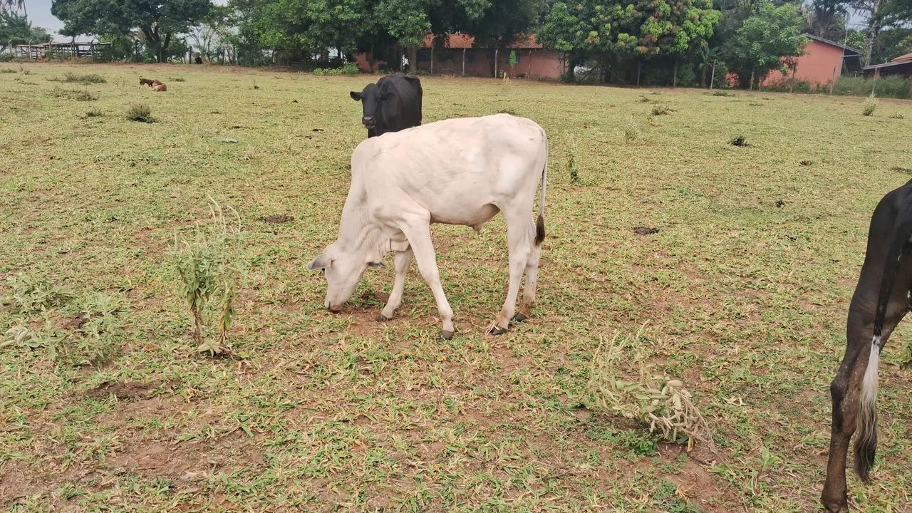 VENDE-SE BEZERROS MACHOS MANSINHOS  - Foto 3