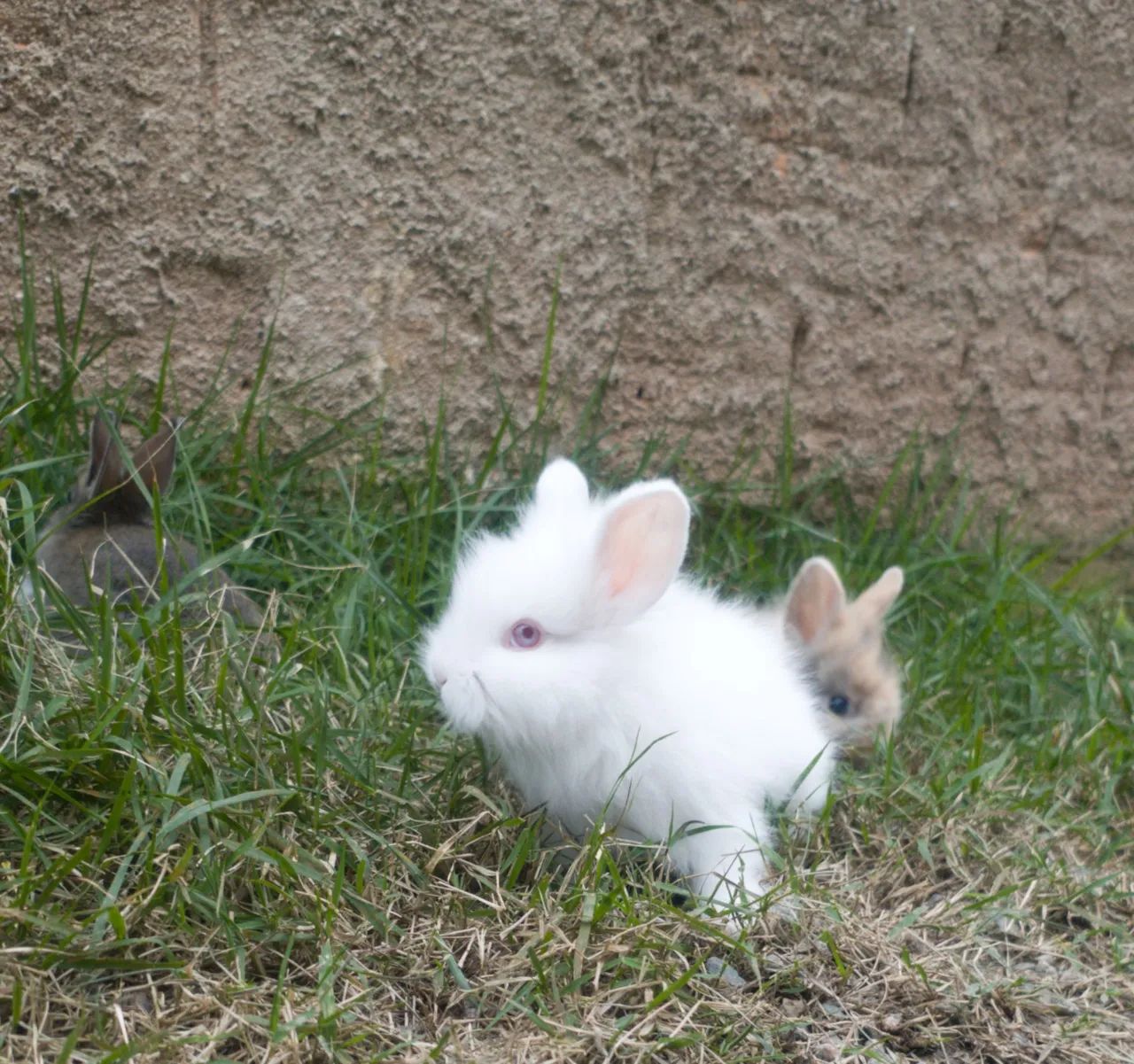 Coelho à Venda - Lionhead Mini Albino  - Foto 2