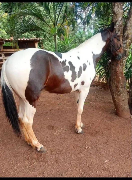 Cavalo de raça Mangalarga Machador - Foto 2