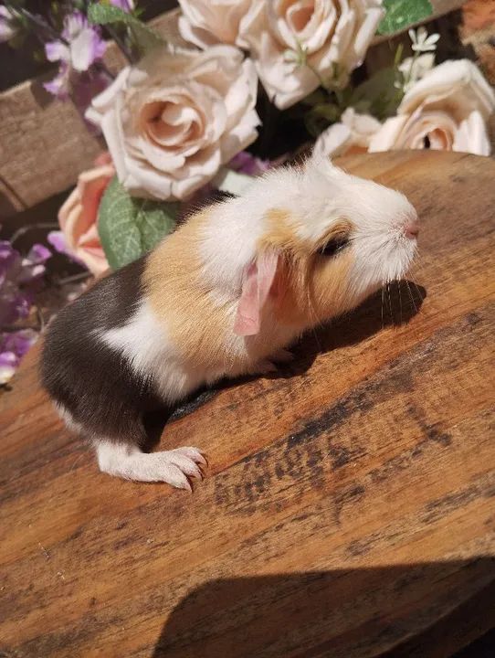 Filhotes de porquinhos Coronet  - Foto 3