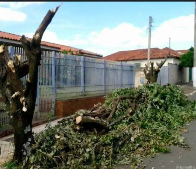 Serviço de poda - Foto 2