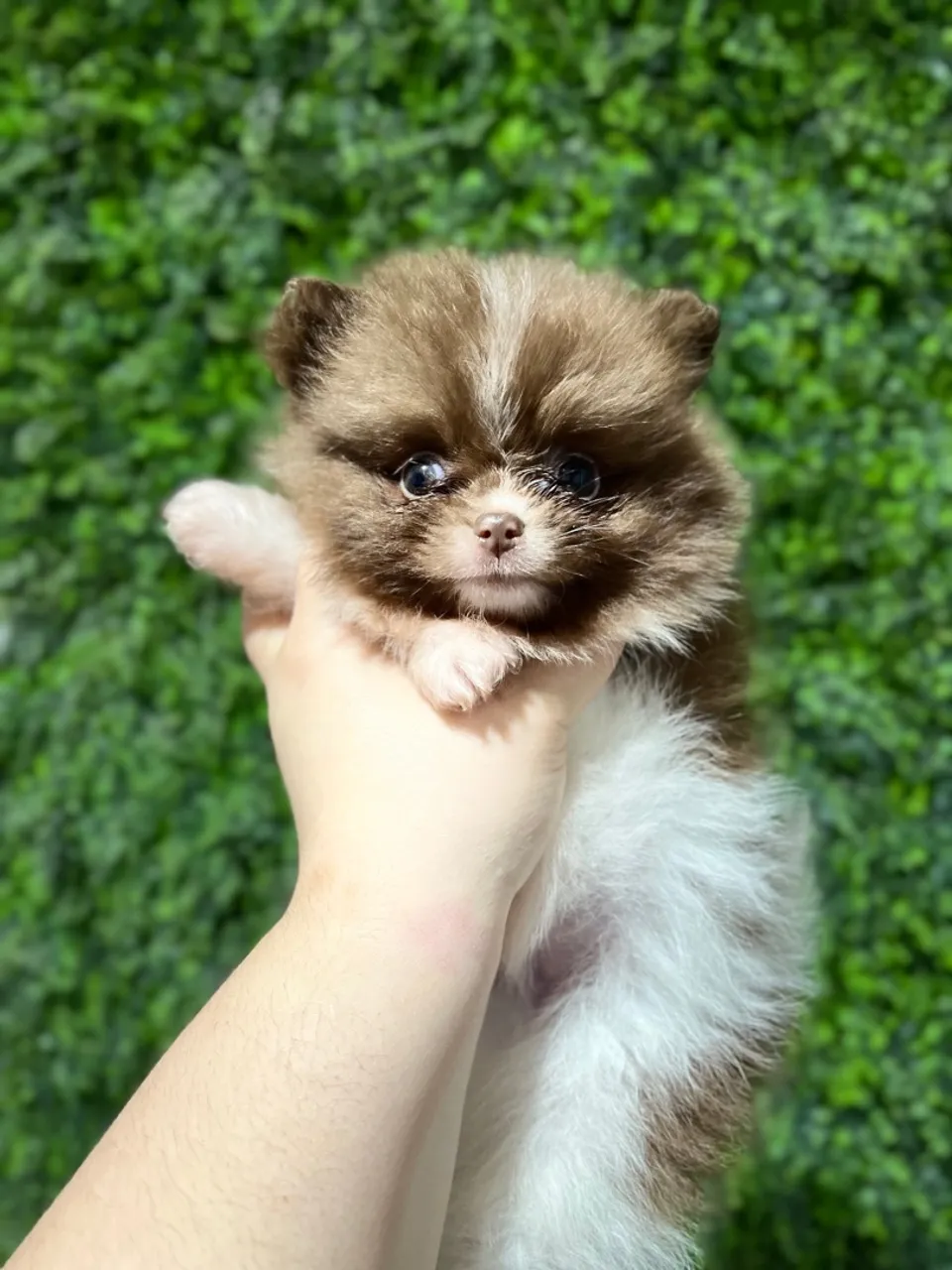 Filhote de Spitz Alemão - Lulu