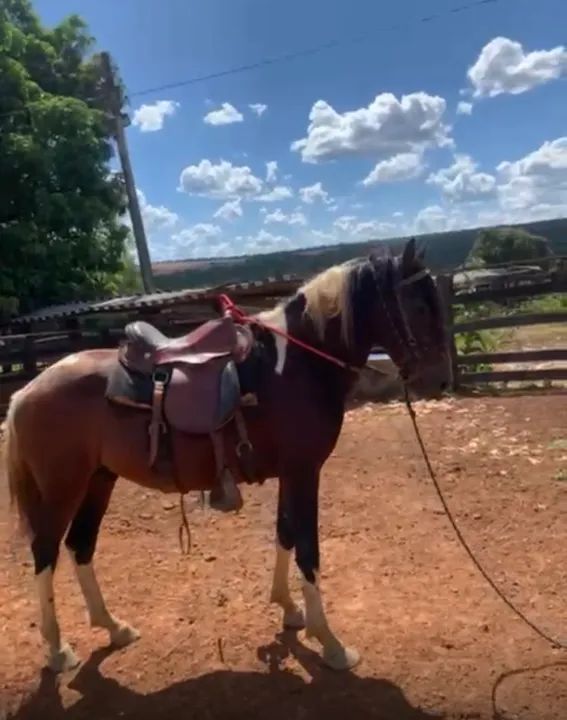 Cavalo pampa inteiro macha picada  - Foto 5