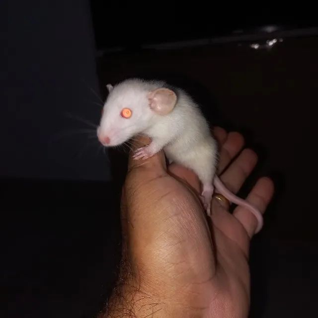 Rato Twister - Foto 3