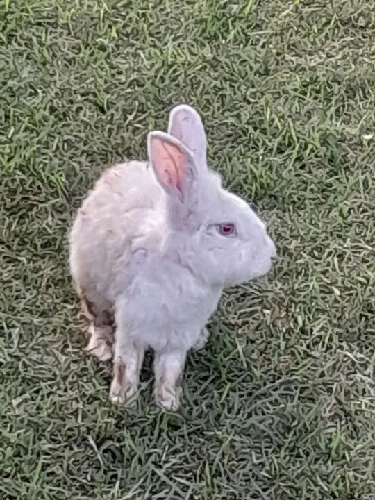 Coelhinho fofinho  - Foto 2