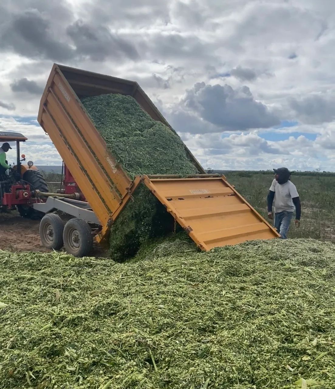 Silagem de Milho - 100% dos Grãos - saco 25kg - Foto 3