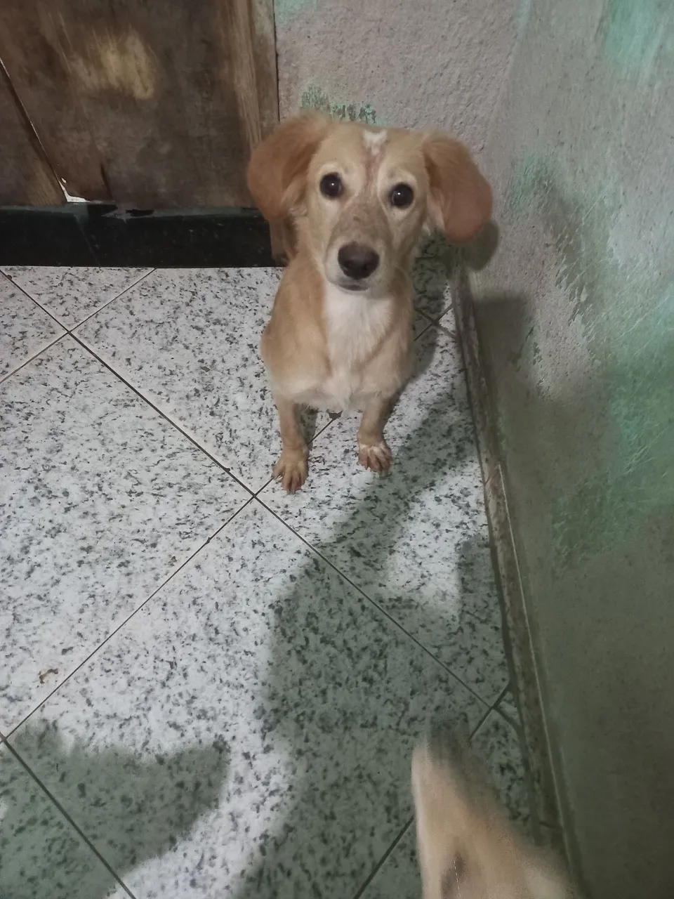 Cãozinho adorável em busca de um lar