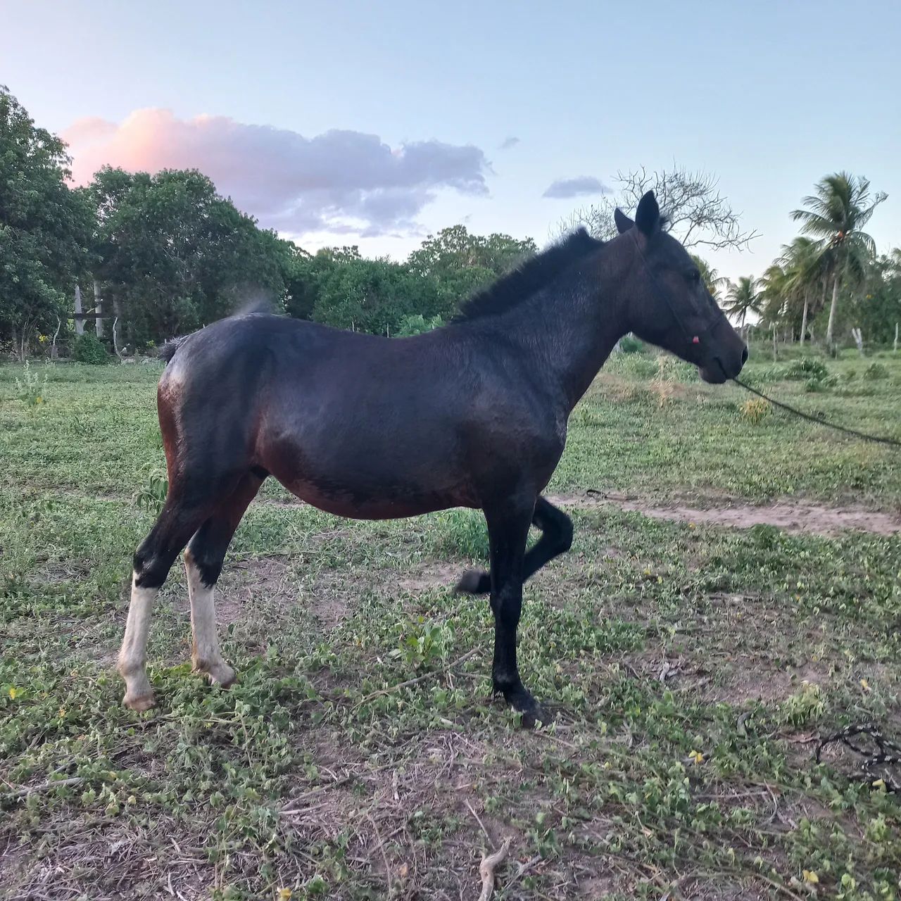 Pônei macho 2 anos  - Foto 4