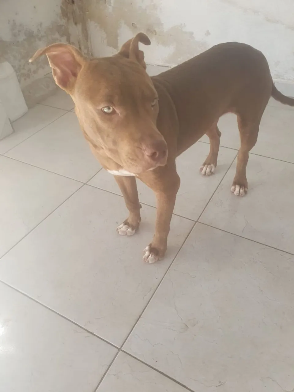 Pitbull RedNose Fêmea - 6 Meses