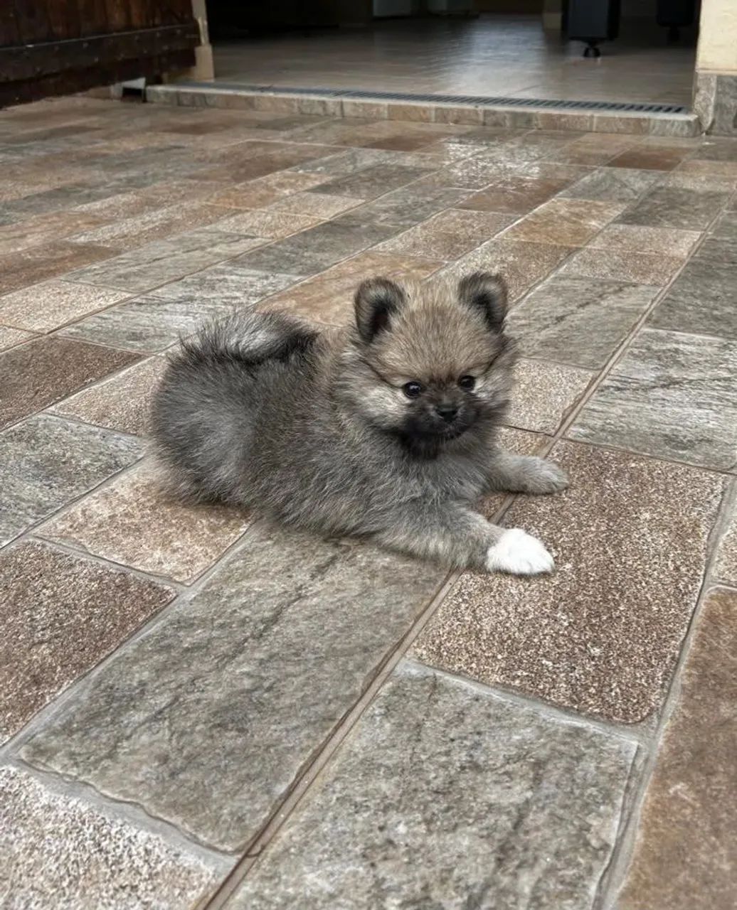 Spitz alemão  - Foto 4