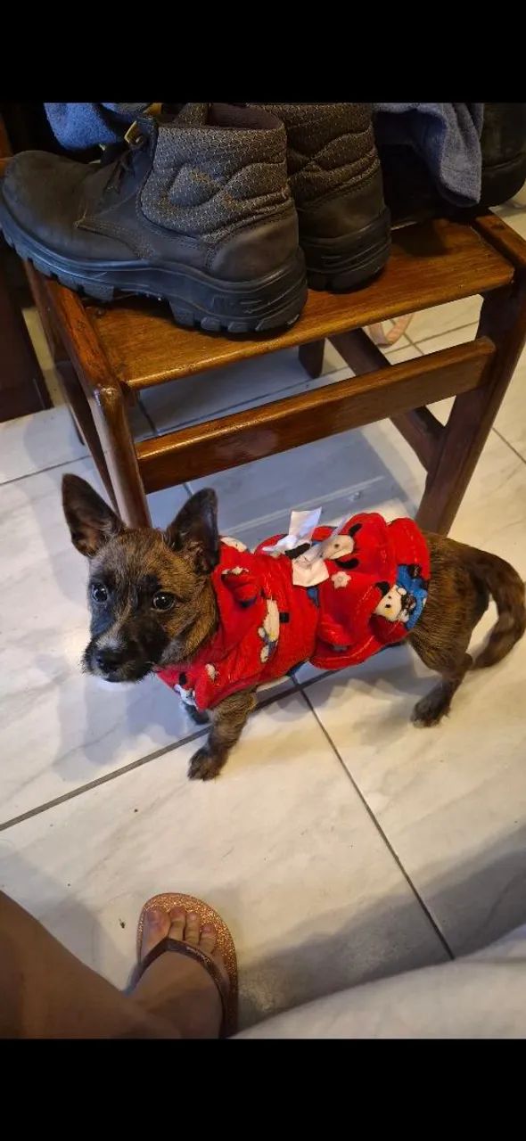 Cachorrinha doação  - Foto 2