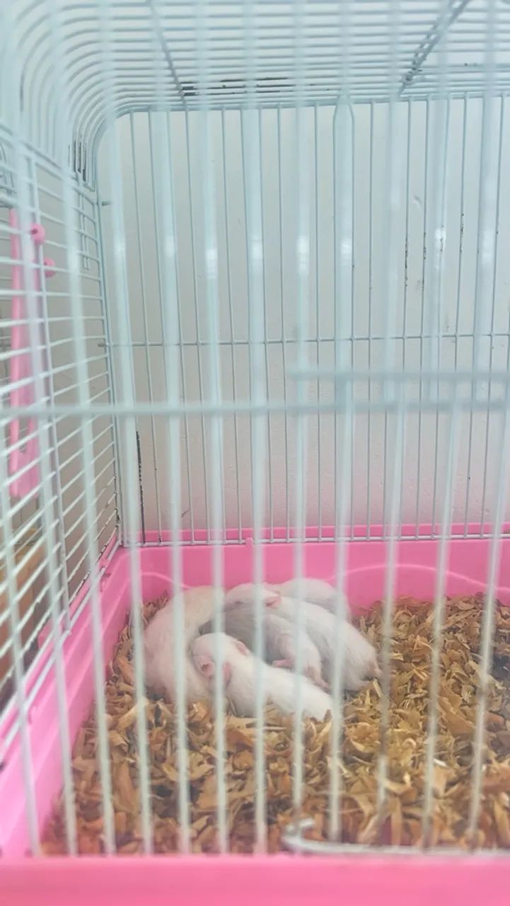 Filhote de Hamster
