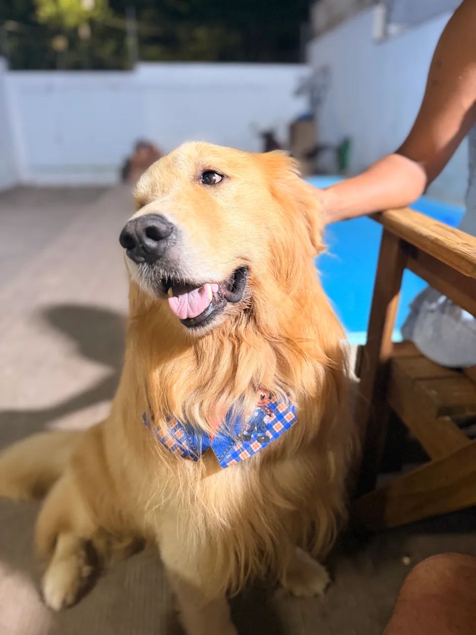 Golden Retriever  - Foto 5
