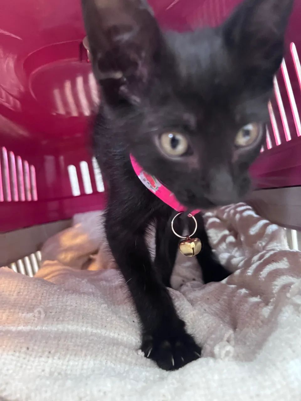 Gatinha linda pra Adoção Responsável 