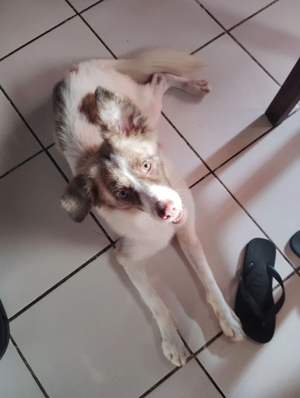 Hachi