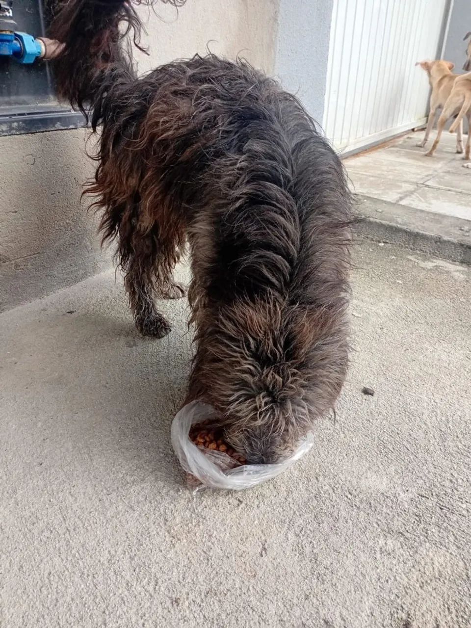 Doação poodle - Foto 2
