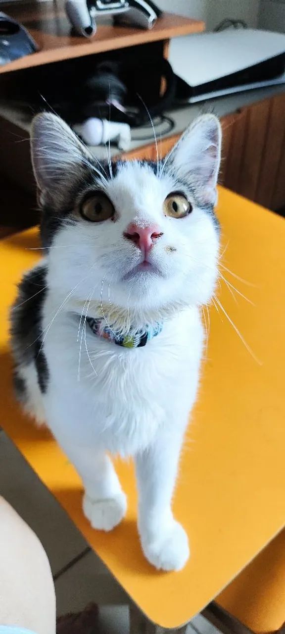 Gato para adoção rápida  - Foto 2