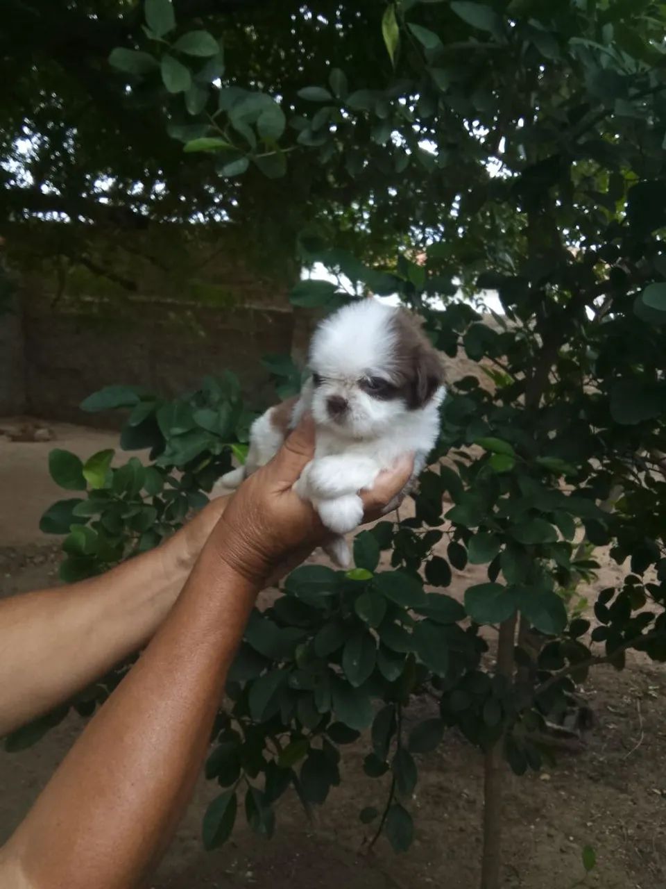 Fêmeas de shih tzu fígado  - Foto 3