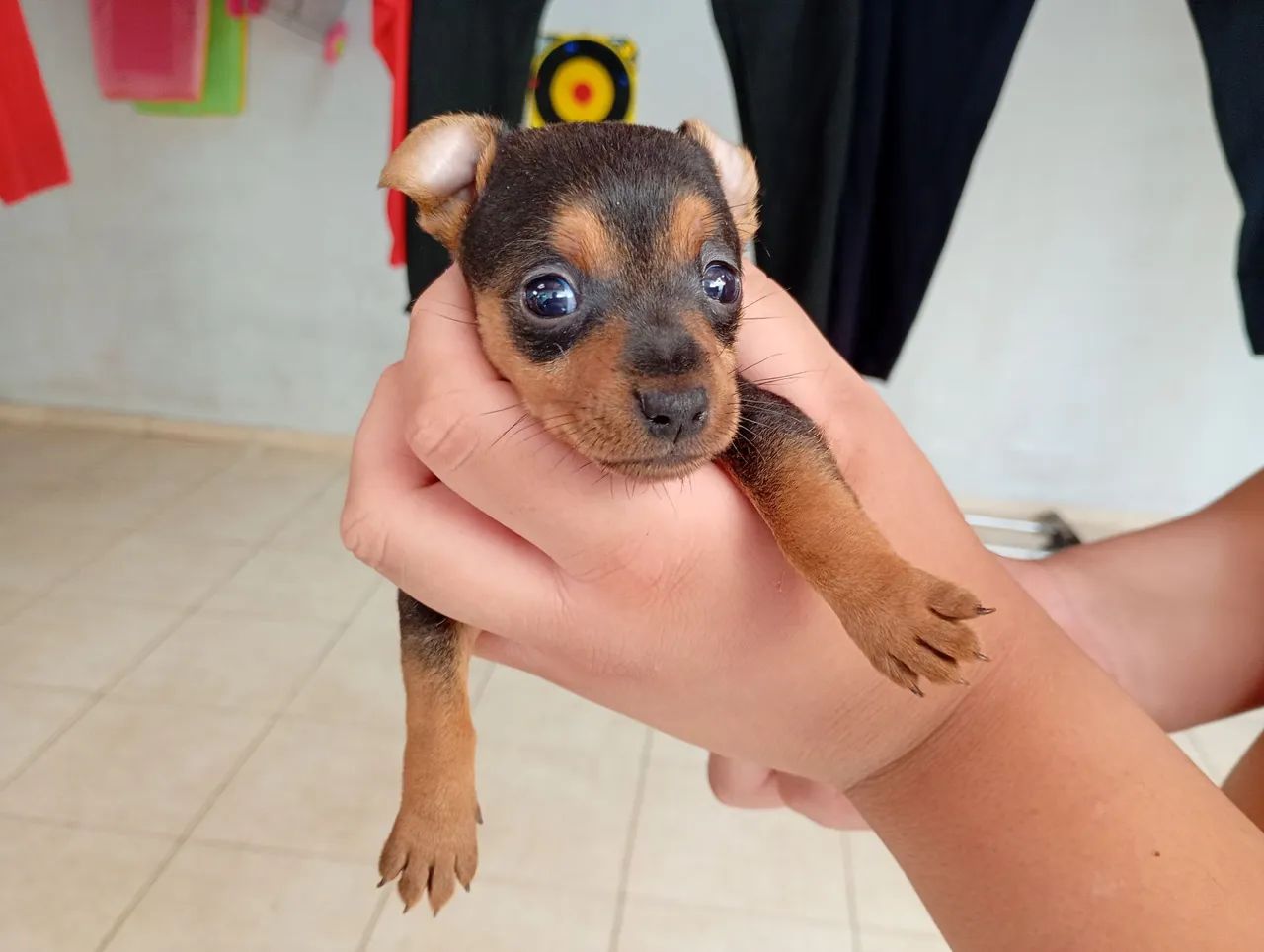 Pinscher fêmea zero - Foto 2