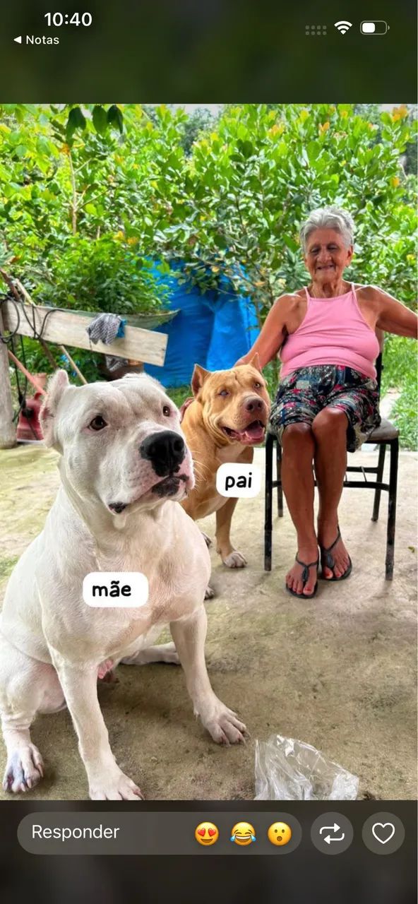 Pitbul fêmea  - Foto 5