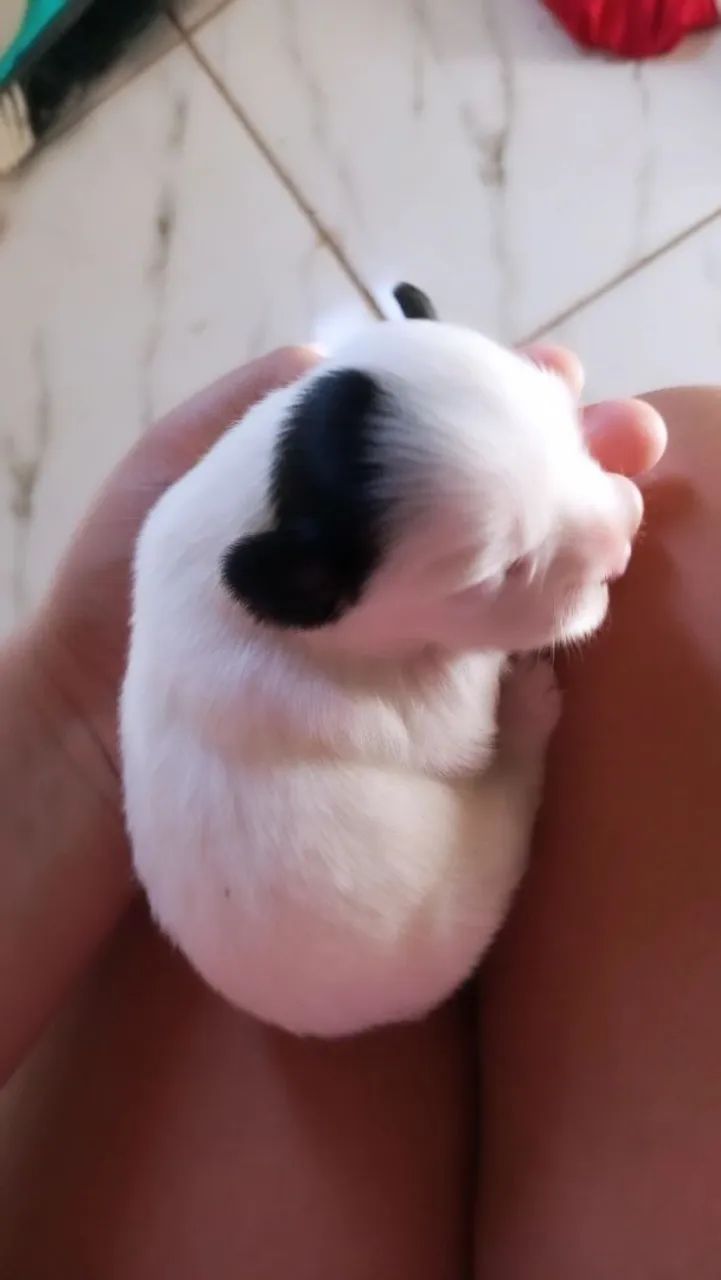 Fofinhos cachorrinhos - Foto 2