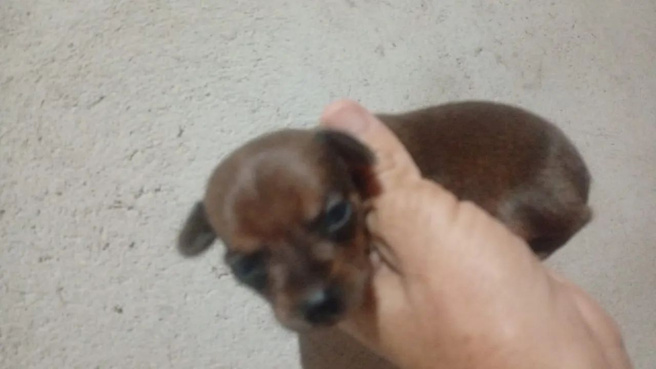 Zerinho - Foto 2