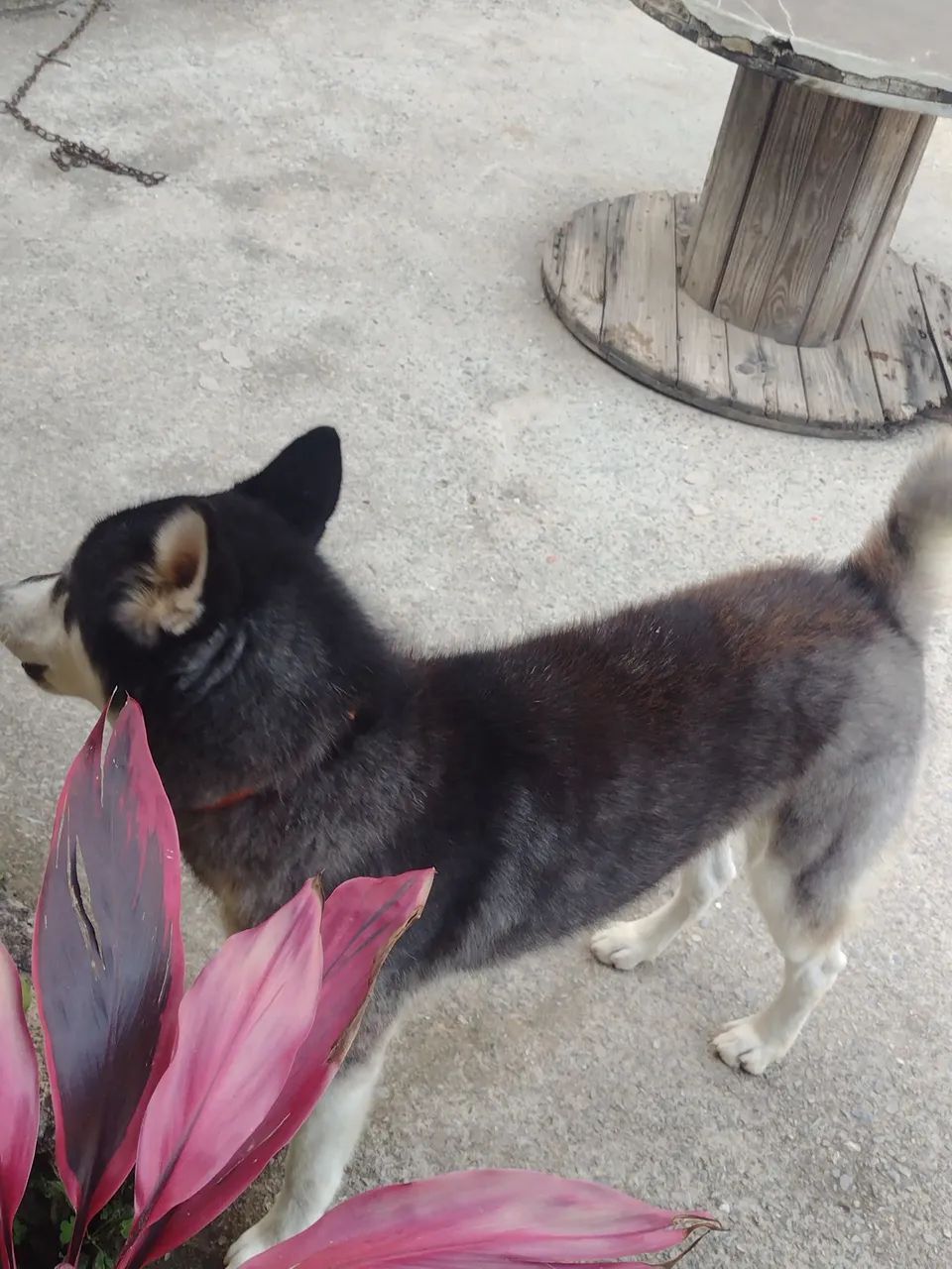 Cachorro  - Foto 3