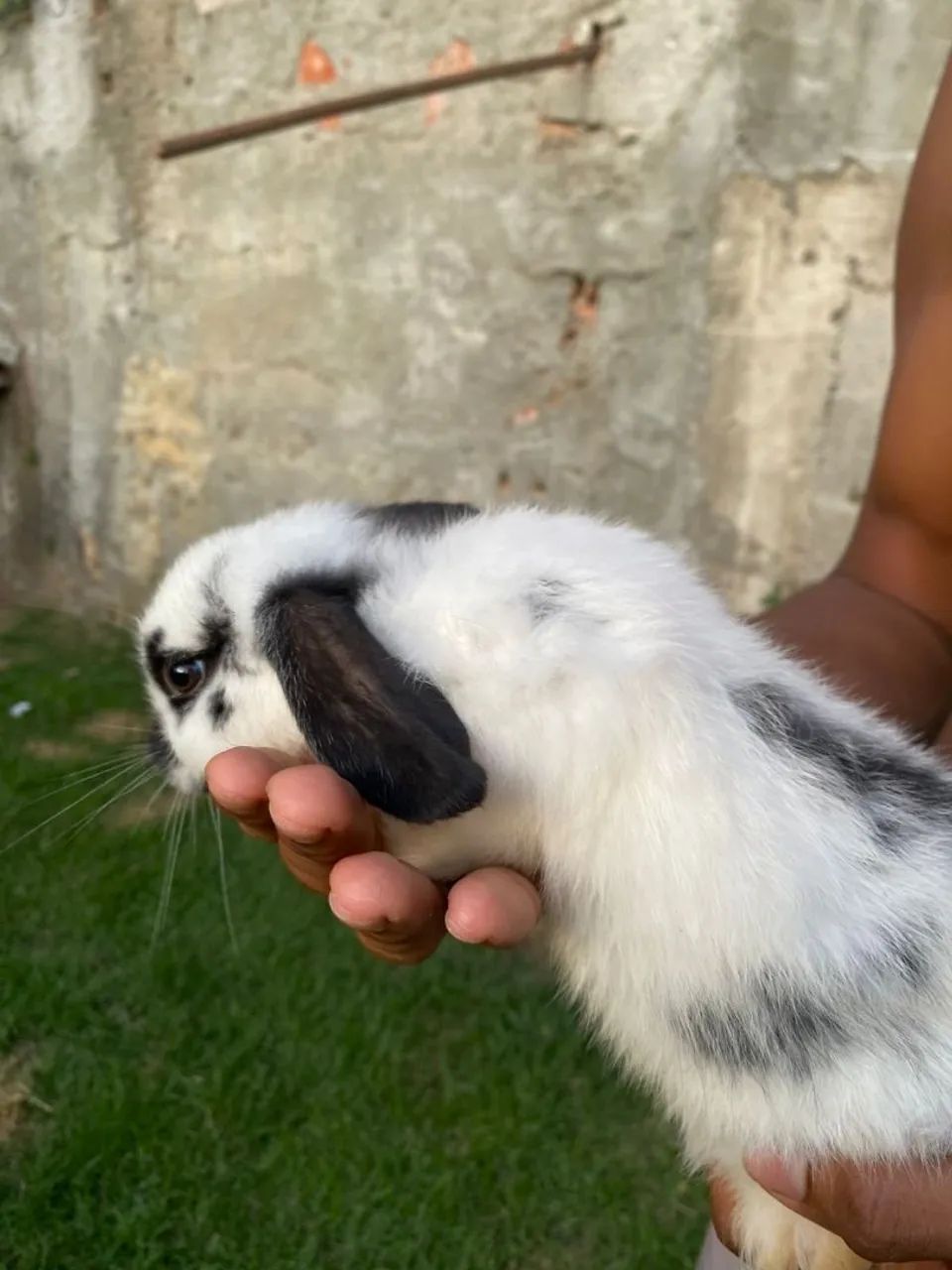 Rabbit kitten65203907931395122