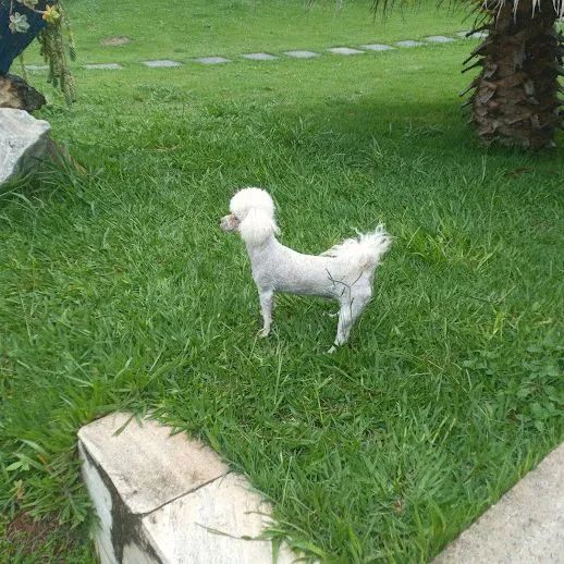 Poodle toy miniatura  - Foto 5