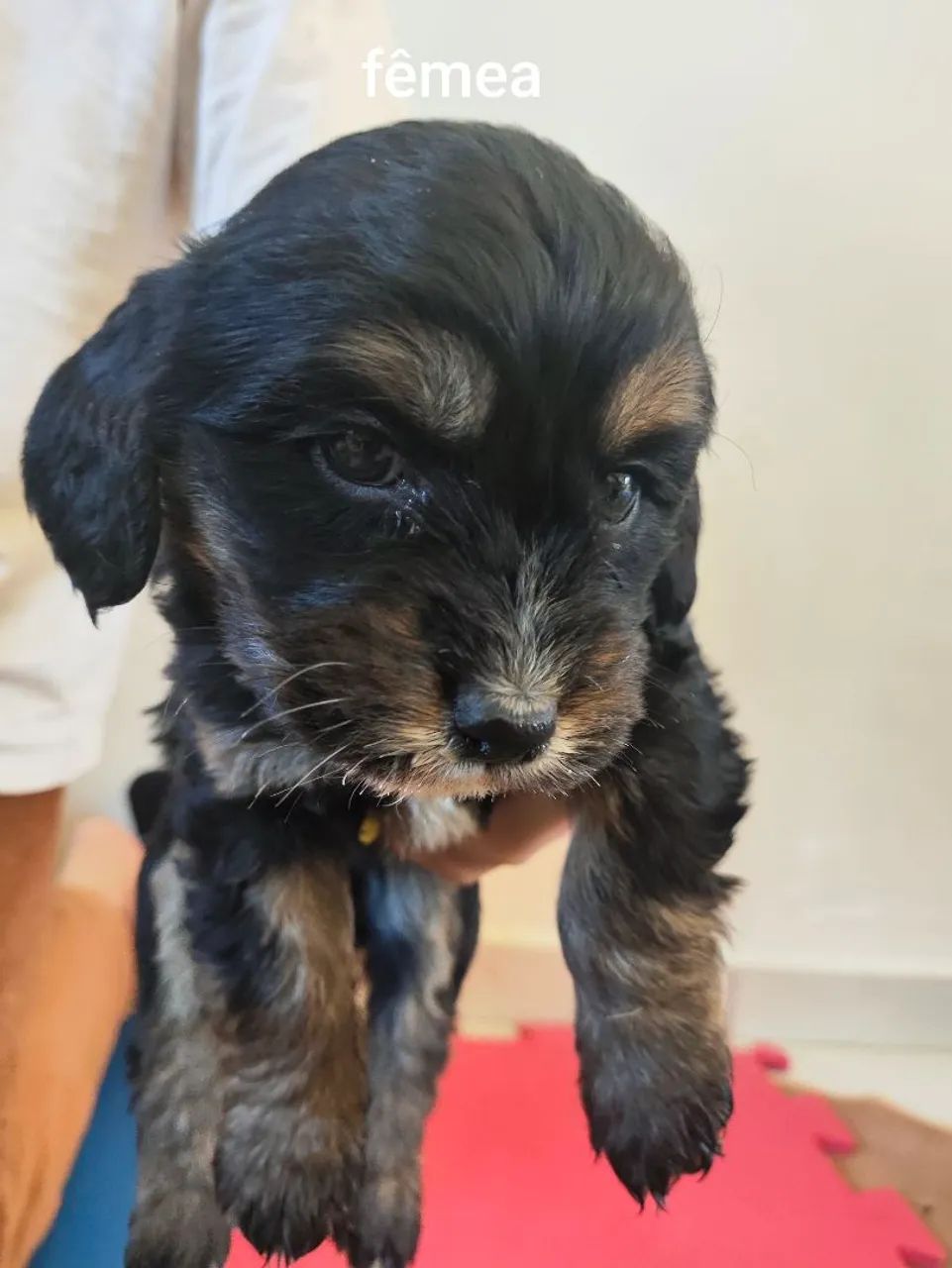 Doação cachorro  - Foto 4