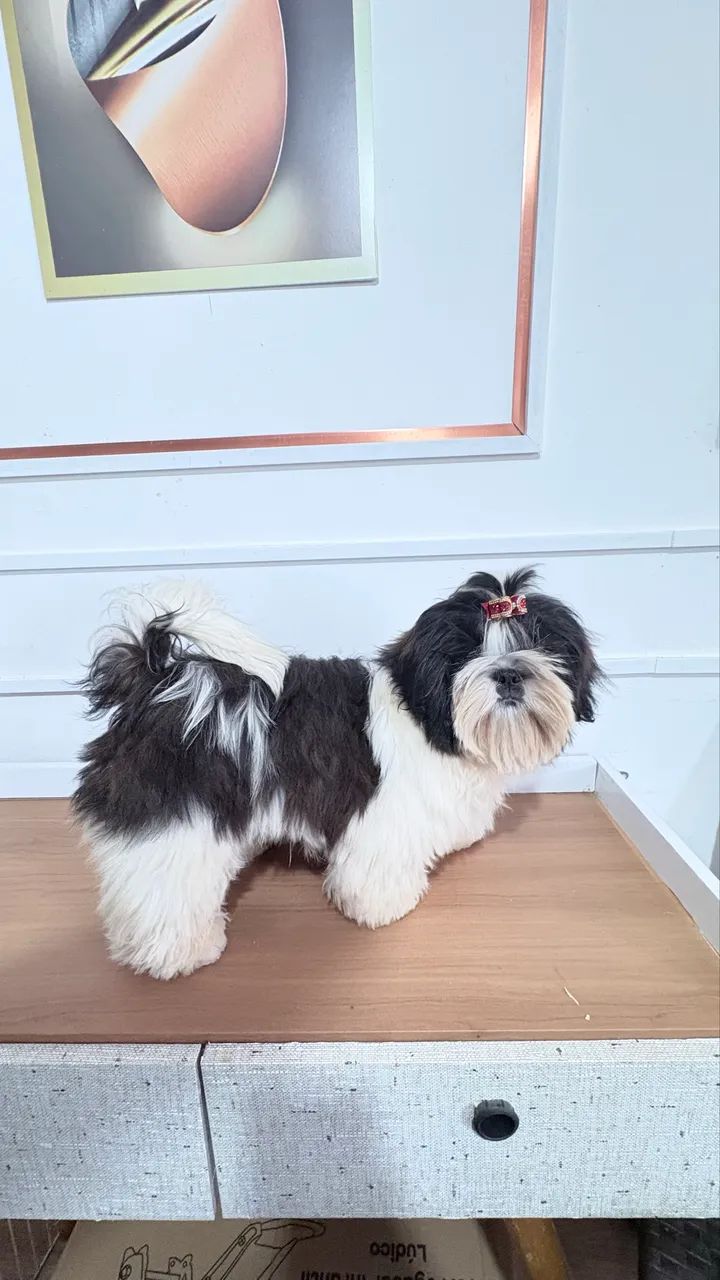 Shihtzu macho 4 meses - Foto 4