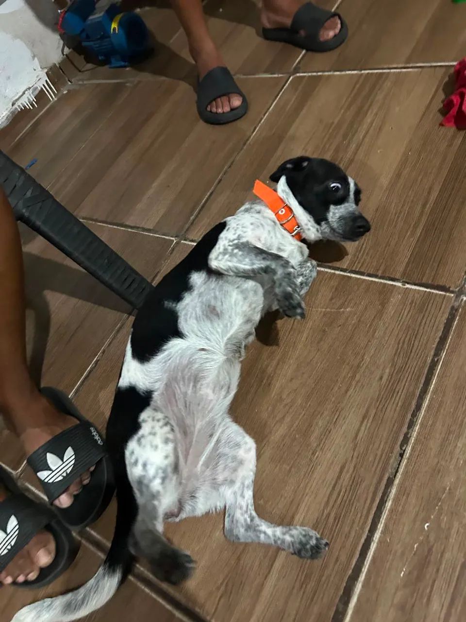 Doação de cachorra - Foto 5
