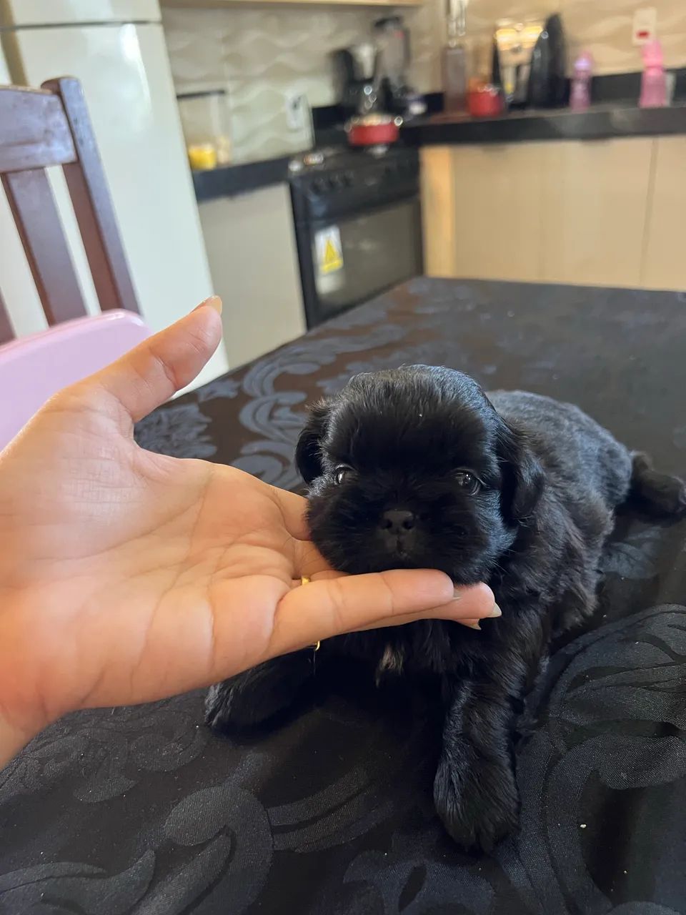 Shihtzu macho - Foto 3