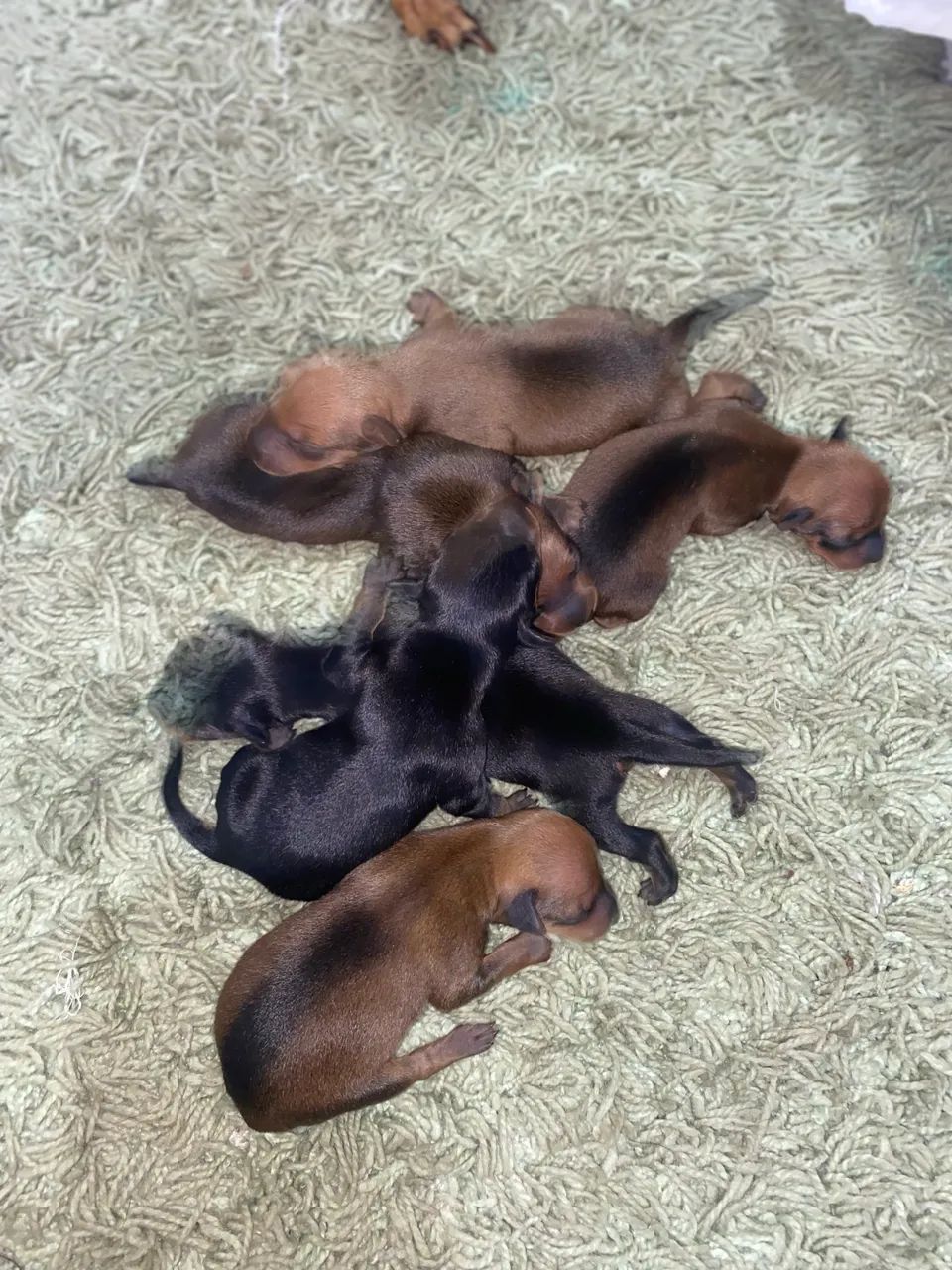 Cachorros pinscher N 1  - Foto 2