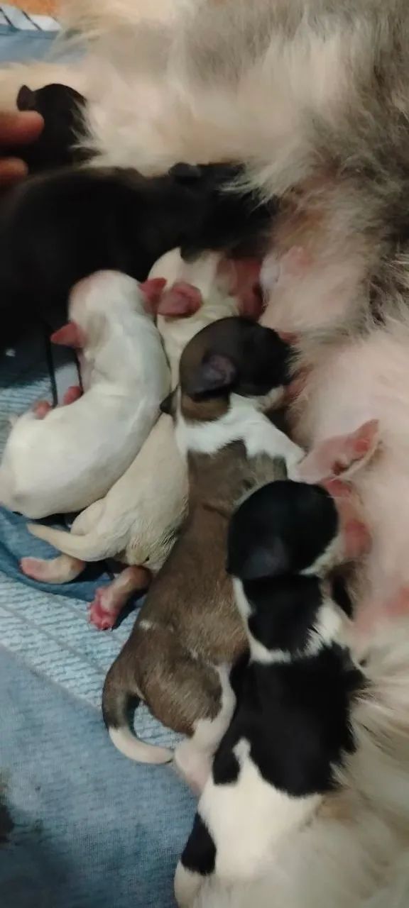 cachorro filhotes  - Foto 3