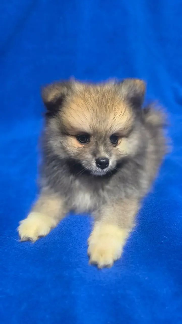 Spitz alemão pequeno macho - Foto 4