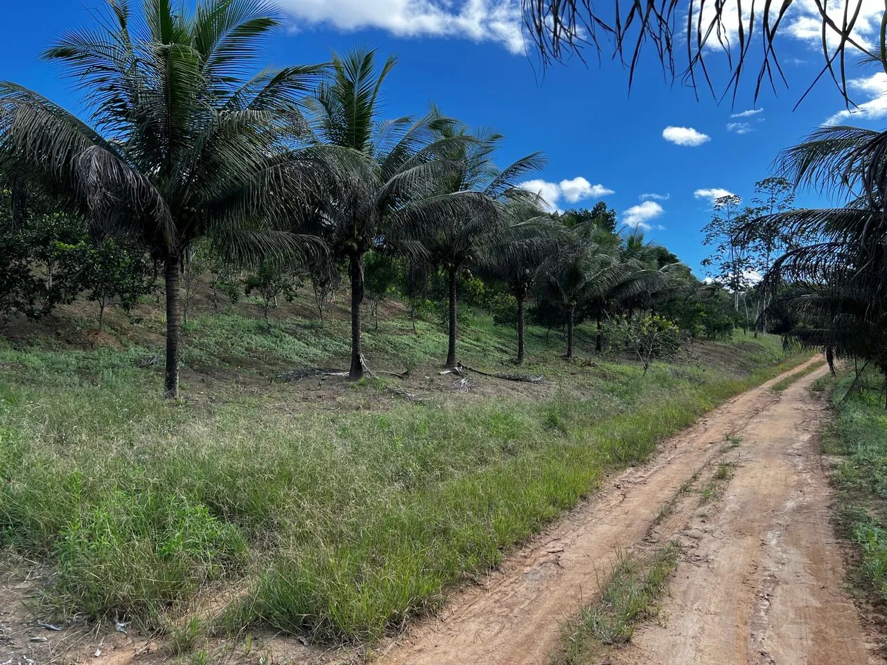 Sítio em Messias-Al - Foto 3
