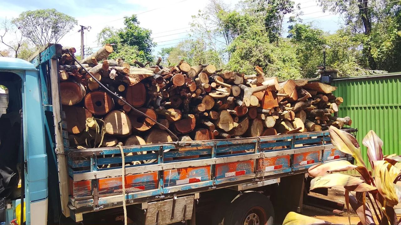 PODA DE ÁRVORES COM REMOÇÃO  - Foto 4