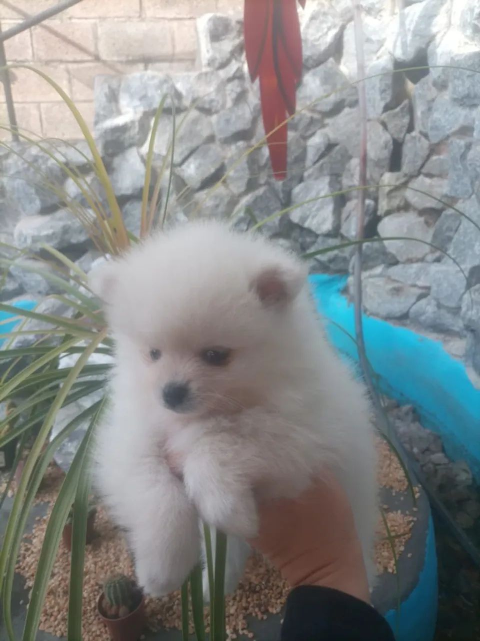 Spitz Alemão Micro Branco Neve  - Foto 5