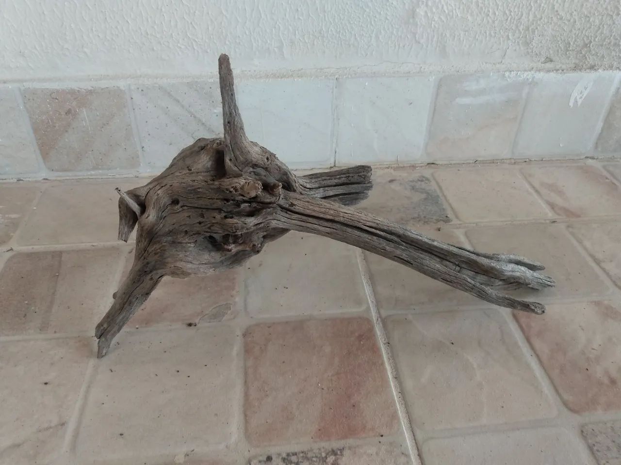 Raízes tratadas médias  - Foto 5