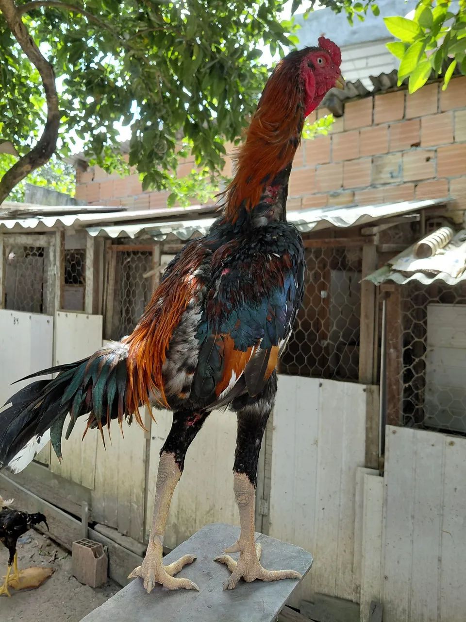 Frango. - Foto 4
